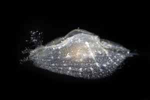  ( - SWKI245)  @11 [ ] CreativeCommons - Attribution Share-Alike (2025) Unspecified Chiba University