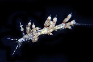  (Cratena affinis - SWKI250)  @11 [ ] by-sa  Unspecified Unspecified