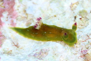  (Martadoris - SWKI259)  @11 [ ] by-sa  Unspecified Unspecified