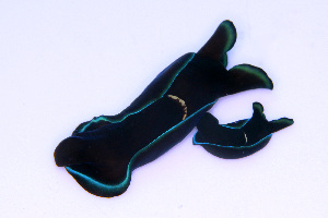  (Tubulophilinopsis gardineri - SWKI260)  @11 [ ] by-sa  Unspecified Unspecified