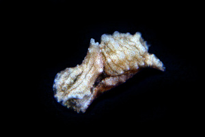  ( - SWKI262)  @11 [ ] by-sa  Unspecified Unspecified