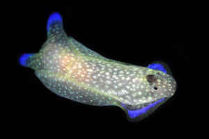  (Tubulophilinopsis reticulata - SWKI301)  @11 [ ] by-sa  Unspecified Unspecified