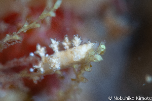  ( - SWNK031)  @11 [ ] by-sa  Unspecified Unspecified