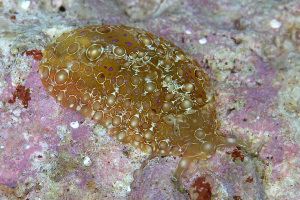  ( - SWKI331)  @11 [ ] by-sa  Unspecified Unspecified