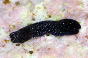  (Nakamigawaia - SWKI340)  @11 [ ] by-sa  Unspecified Unspecified