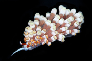  (Catriona osezakiensis - SWKI342)  @11 [ ] by-sa  Unspecified Unspecified