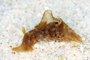  ( - SWKI343)  @11 [ ] by-sa  Unspecified Unspecified