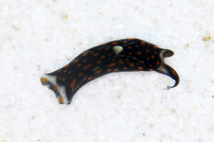  ( - SWKI359)  @11 [ ] by-sa  Unspecified Unspecified