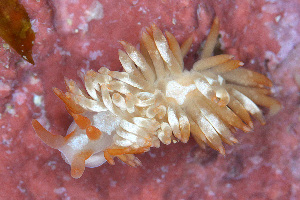  (Anteaeolidiella cacaotica - SWKI364)  @11 [ ] by-sa  Unspecified Unspecified