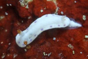  (Hypselodoris lacuna - SWKI390)  @11 [ ] by-sa  Unspecified Unspecified