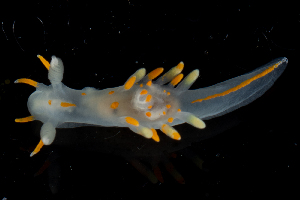  ( - SWNK041)  @11 [ ] by-sa  Unspecified Unspecified