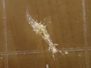  (Stylocheilus striatus - SWRO045)  @11 [ ] CreativeCommons - Attribution Share-Alike (2025) Unspecified Chiba University