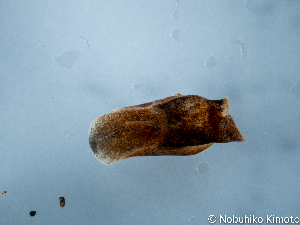  (Melanochlamys - SWNK065)  @11 [ ] by-sa  Unspecified Unspecified