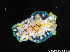  (Micromelo - SWNK082)  @11 [ ] CreativeCommons - Attribution Share-Alike (2025) Unspecified Chiba University