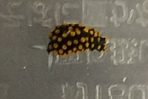  (Stiliger aureomarginatus - SWYI045)  @11 [ ] CreativeCommons - Attribution Share-Alike (2025) Unspecified Chiba University