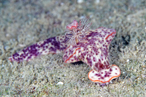  (Ceratosoma - SWKI147)  @11 [ ] by-sa  Unspecified Unspecified