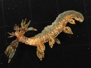  (Bornella stellifera - SWRO254)  @11 [ ] CreativeCommons - Attribution Share-Alike (2025) Unspecified Chiba University