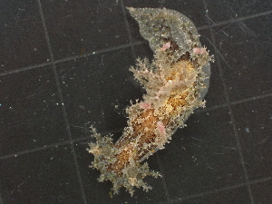  ( - SWRO255)  @11 [ ] CreativeCommons - Attribution Share-Alike (2025) Unspecified Chiba University