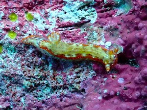  (Hypselodoris decorata - SWRO005)  @11 [ ] by-sa  Unspecified Unspecified