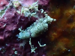  (Sacoglossa - SWRO009)  @11 [ ] by-sa  Unspecified Unspecified