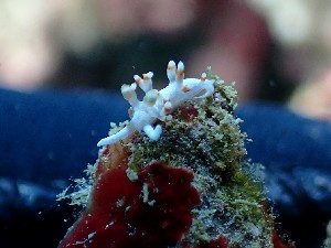  (Samla bicolor - SWRO010)  @11 [ ] by-sa  Unspecified Unspecified