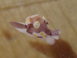  (Colpodaspis thompsoni - SWRO068)  @11 [ ] by-sa  Unspecified Unspecified