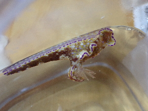  (Ceratosoma tenue - SWRO072)  @11 [ ] by-sa  Unspecified Unspecified