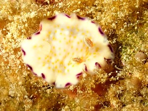  (Goniobranchus rufomaculatus - SWRO081)  @11 [ ] by-sa  Unspecified Unspecified