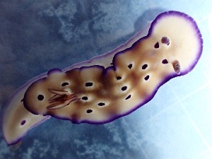 (Hypselodoris tryoni - SWRO105)  @11 [ ] by-sa  Unspecified Unspecified