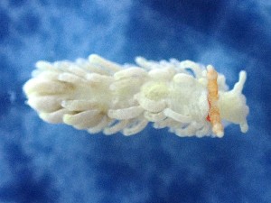  (Bulbaeolidia alba - SWRO110)  @11 [ ] by-sa  Unspecified Unspecified