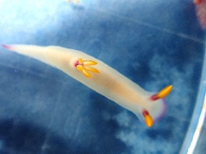  (Hypselodoris bullockii - SWRO136)  @11 [ ] by-sa  Unspecified Unspecified