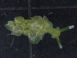  (Sacoproteus - SWRO142)  @11 [ ] by-sa  Unspecified Unspecified