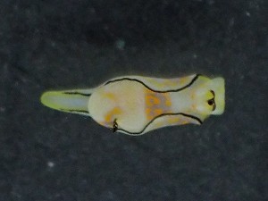  (Siphopteron - SWRO144)  @11 [ ] by-sa  Unspecified Unspecified