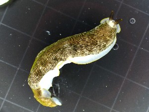  (Dermatobranchus striatus - SWRO160)  @11 [ ] by-sa  Unspecified Unspecified