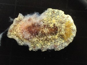  (Carminodoris - SWRO179)  @11 [ ] by-sa  Unspecified Unspecified
