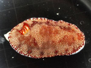  (Goniobranchus reticulatus - SWRO185)  @11 [ ] by-sa  Unspecified Unspecified