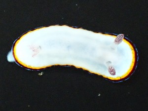  (Goniobranchus fabulus - SWRO190)  @11 [ ] by-sa  Unspecified Unspecified