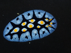 (Phyllidia picta - SWRO199)  @11 [ ] by-sa  Unspecified Unspecified