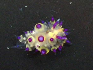  (Janolus flavoanulatus - SWRO239)  @11 [ ] by-sa  Unspecified Unspecified