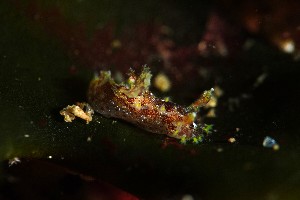  ( - SWTA149)  @11 [ ] by-sa  Unspecified Unspecified