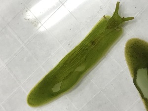  (Petalifera - SWTA174)  @11 [ ] CreativeCommons - Attribution Share-Alike (2025) Unspecified Chiba University