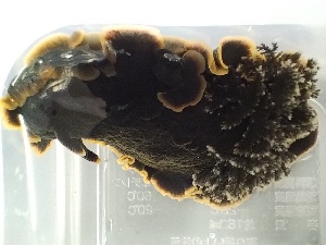  ( - SWTA175)  @11 [ ] by-sa  Unspecified Unspecified