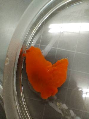  (Gymnodoris inornata - SWTA188)  @11 [ ] by-sa  Unspecified Unspecified