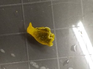  (Elysia obtusa - SWTA190)  @11 [ ] by-sa  Unspecified Unspecified