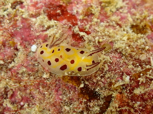  (Halgerda brunneomaculata - SWTA214)  @11 [ ] by-sa  Unspecified Unspecified