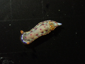  (Hexabranchidae - SWTA259)  @11 [ ] by-sa  Unspecified Unspecified