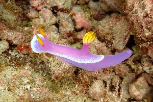  (Hypselodoris apolegma - SWTA269)  @11 [ ] by-sa  Unspecified Unspecified