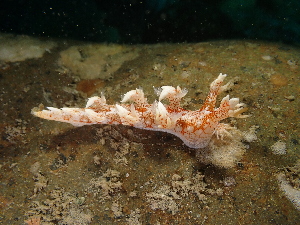  (Bornella hermanni - SWTA284)  @11 [ ] by-sa  Unspecified Unspecified