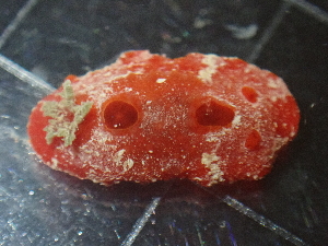  (Aldisa zavorensis - SWTA310)  @11 [ ] by-sa  Unspecified Unspecified