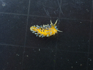  (Trinchesia ornata - SWTA337)  @11 [ ] by-sa  Unspecified Unspecified